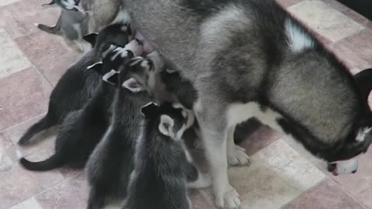 Puppy knows no boundaries, plays with mother's tail at convenient time