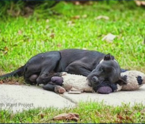 Stray Dog Snuggling His Teddy Bear