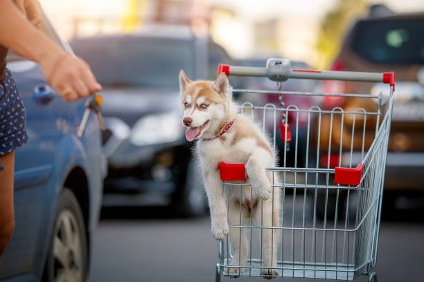 Cute Husky puppy in shopping cart