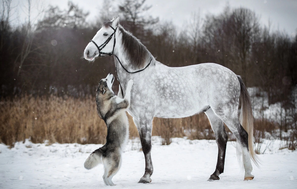 15 Breathtakingly Beautiful Horses