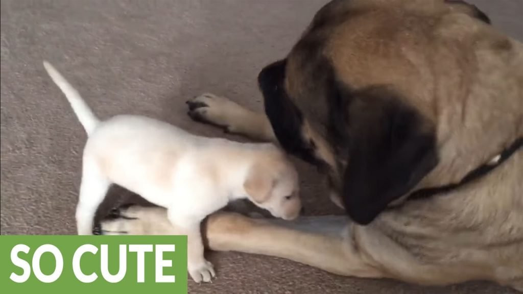 giant mastiff and little puppy