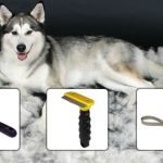 Groom Your Siberian Husky - grooming tips and tricks