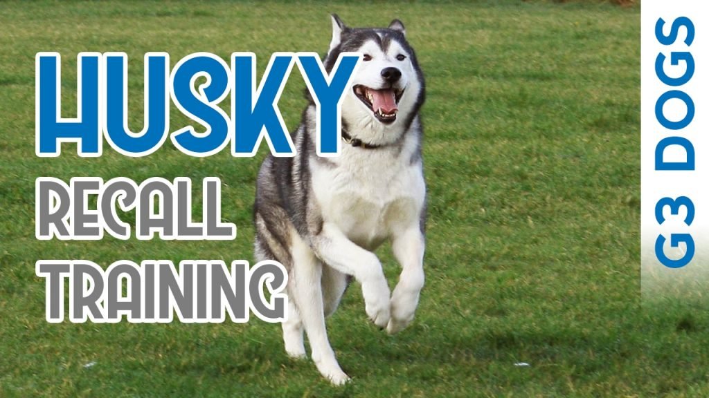 https://iheartdogs.com/3-tips-to-getting-your-husky-to-come-when-called/