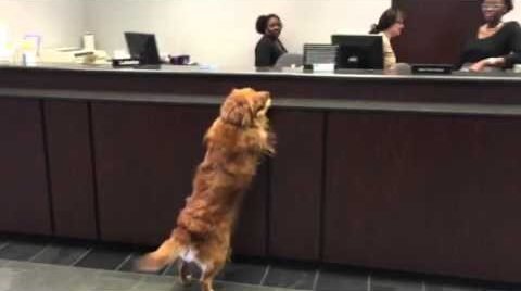 This Dog Went Up To A Bank Teller And Made The Cutest Withdrawal Ever