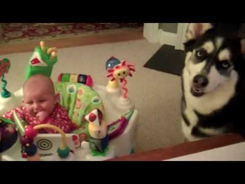 Husky makes baby stop crying