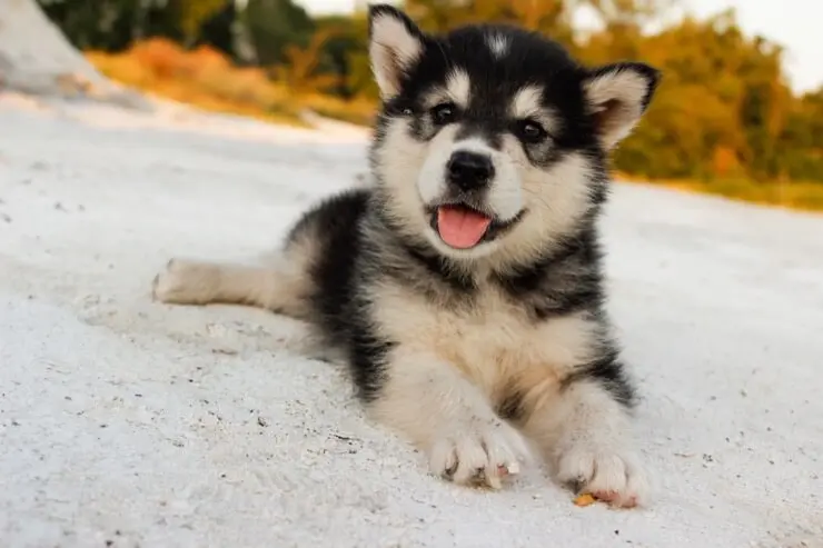 9 Signs Your Husky is Actually Your “Baby”