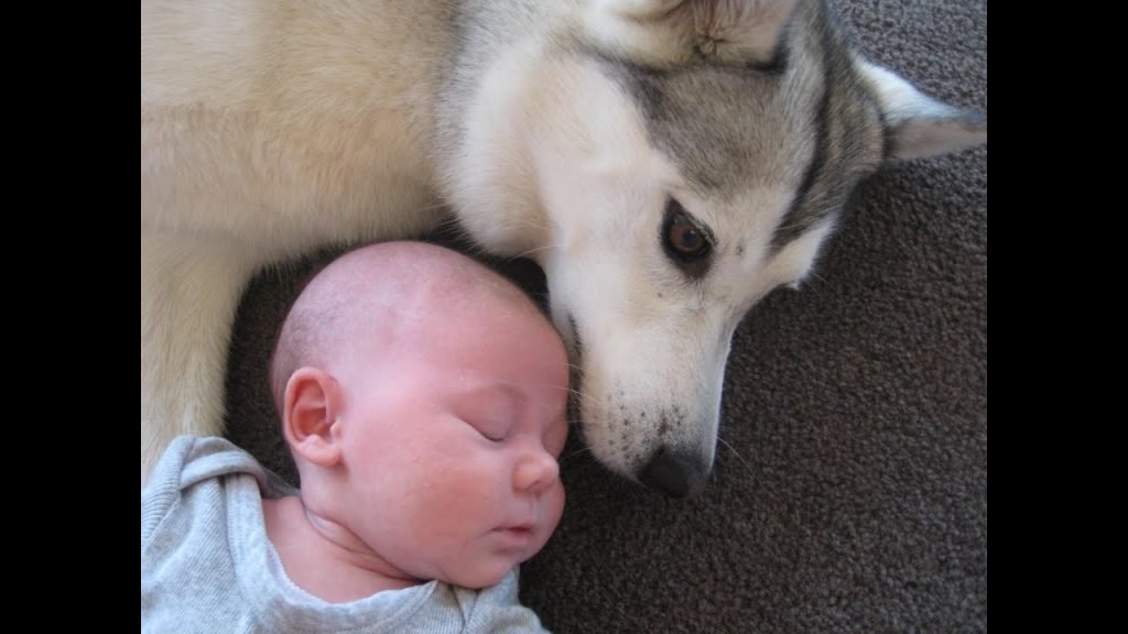 Baby Loves to play with Husky!