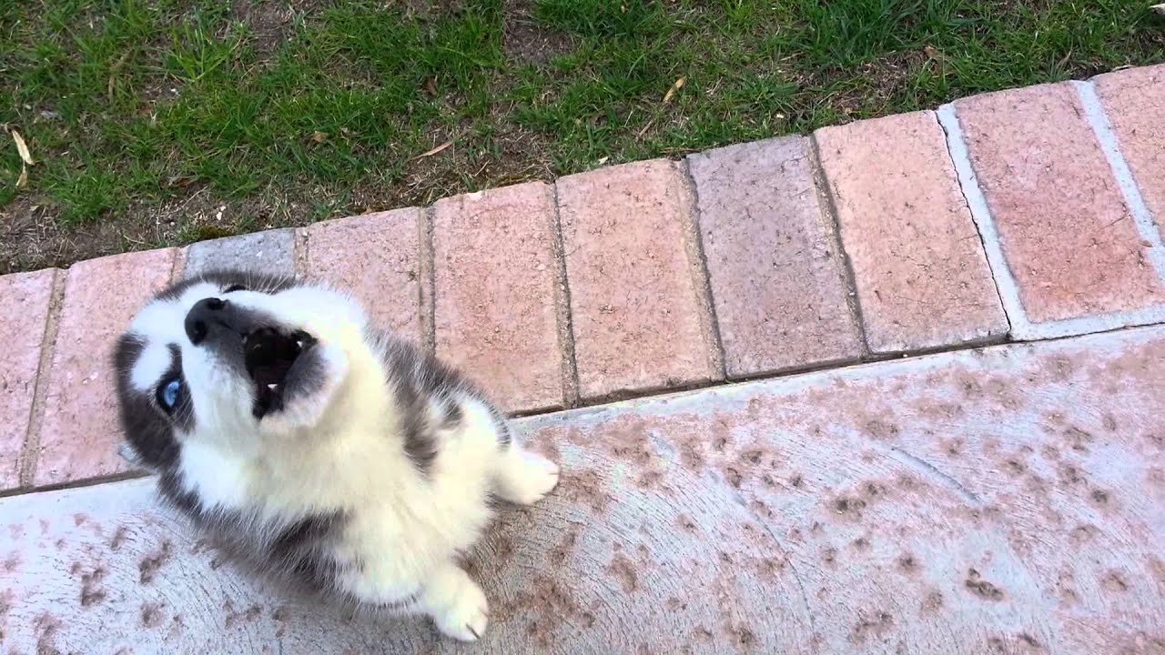 Husky Puppy Learning to howl