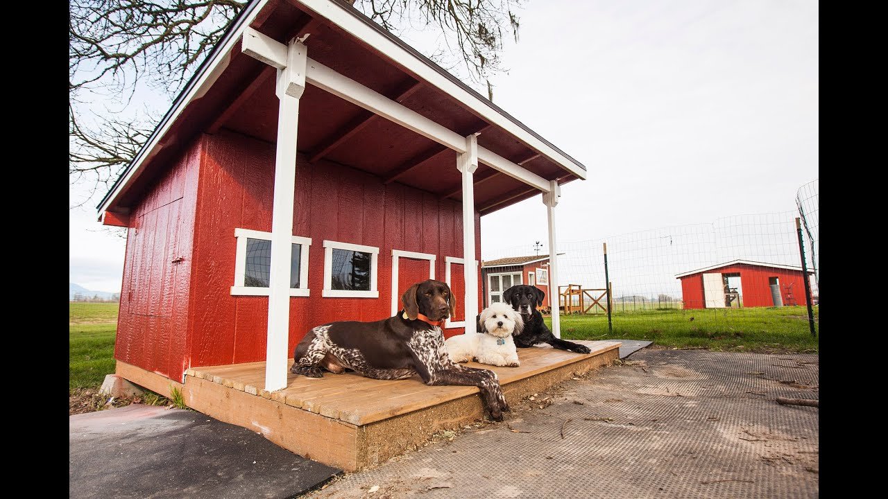 What this family build for their three dogs is just so epic! Family Build Epic House for their dogs