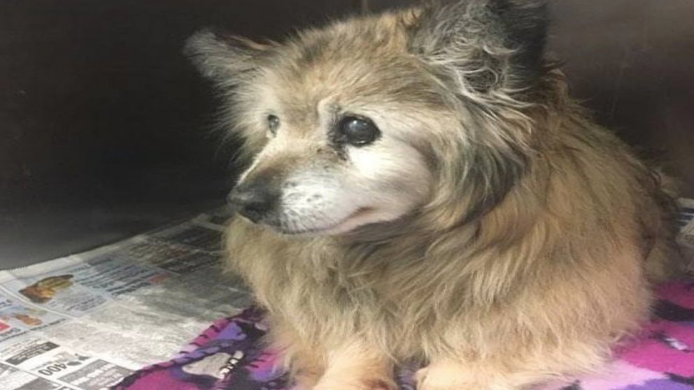 18-Year-Old Dog Was Left At A Shelter By His Owner To Be Euthanized, But Then Someone Saw His Worth