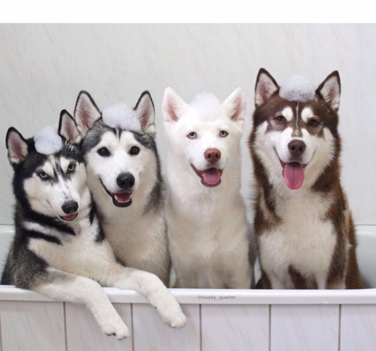 Can You Use Human Shampoo On Dogs?