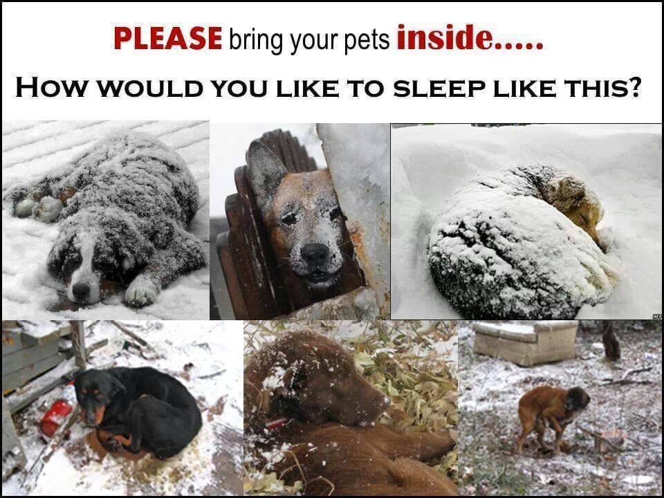 how long can you leave a dog outside in cold weather