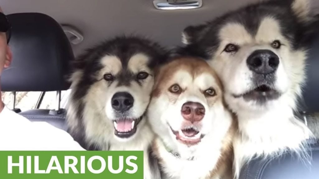 malamutes singing in the car