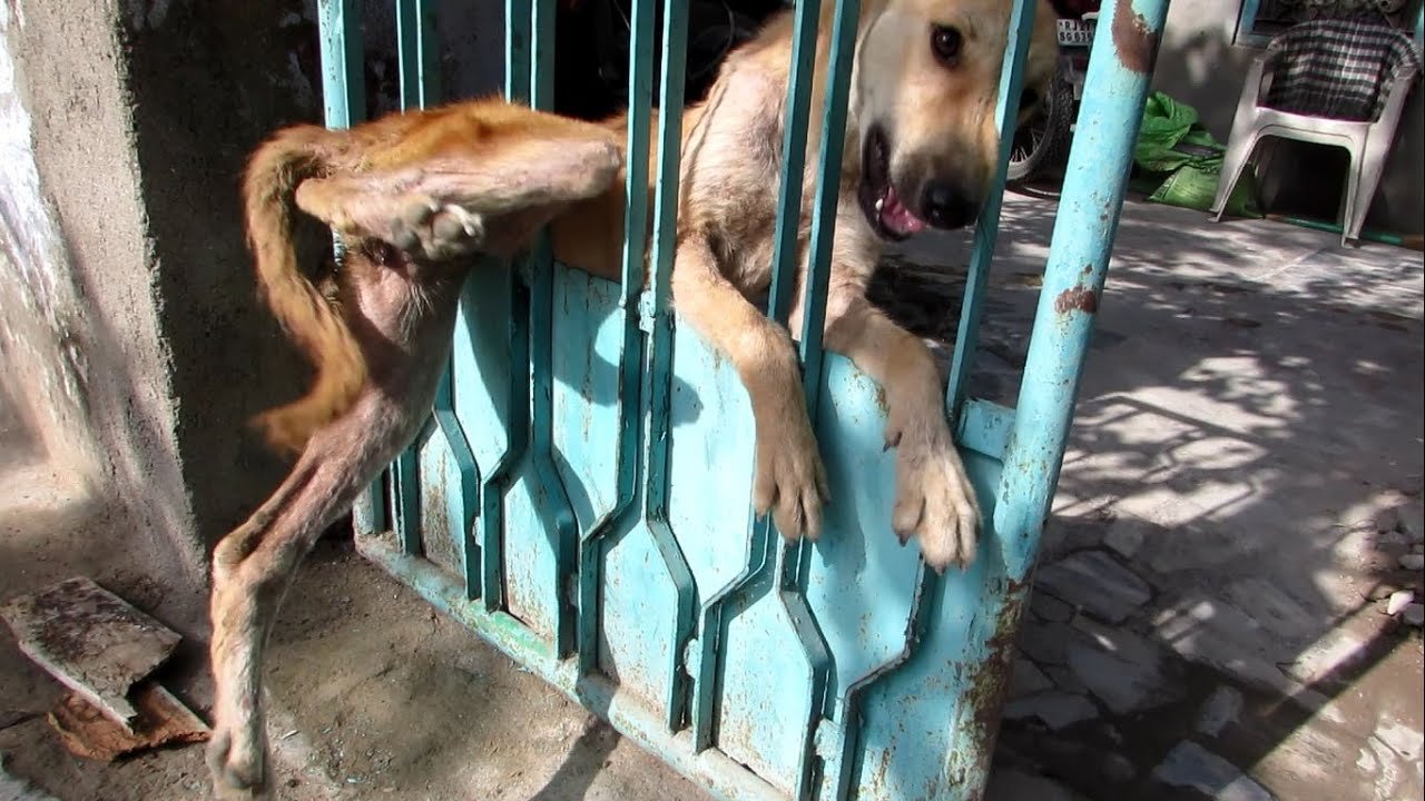 Animal Aid saved a trapped desperate dog!