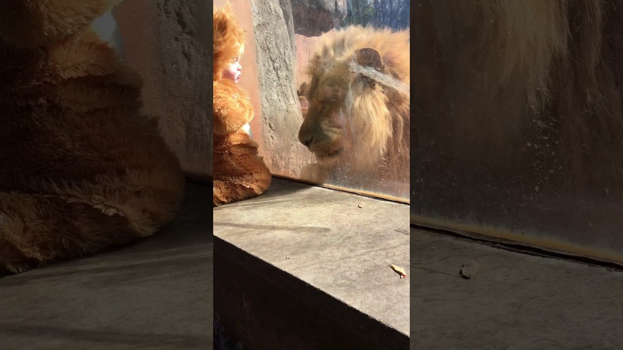 Baby dressed up as a lion