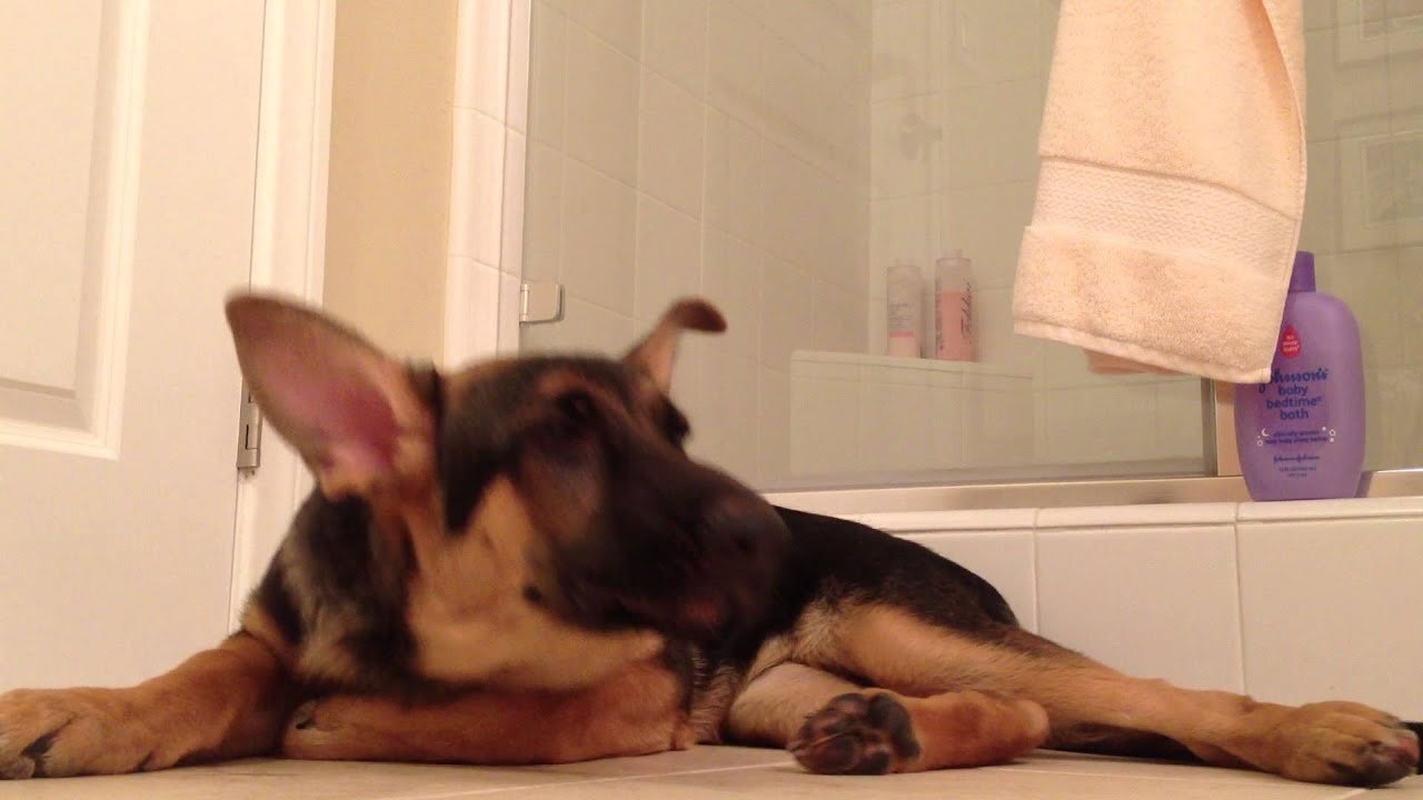 Check Out How This Dog Reacts To His Dad's Singing