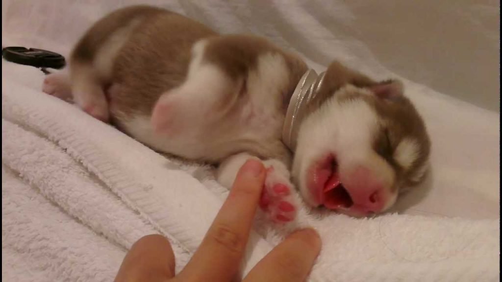 Cute Husky puppy 3 days old