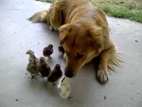 Dog Adopts Baby Chicks