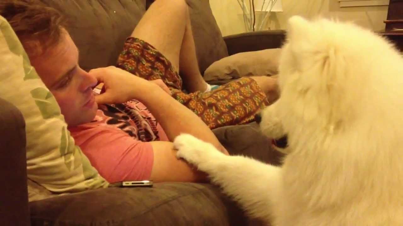 Samoyed showing love to it's owner