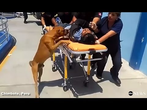 Dogs Jump Into Ambulance