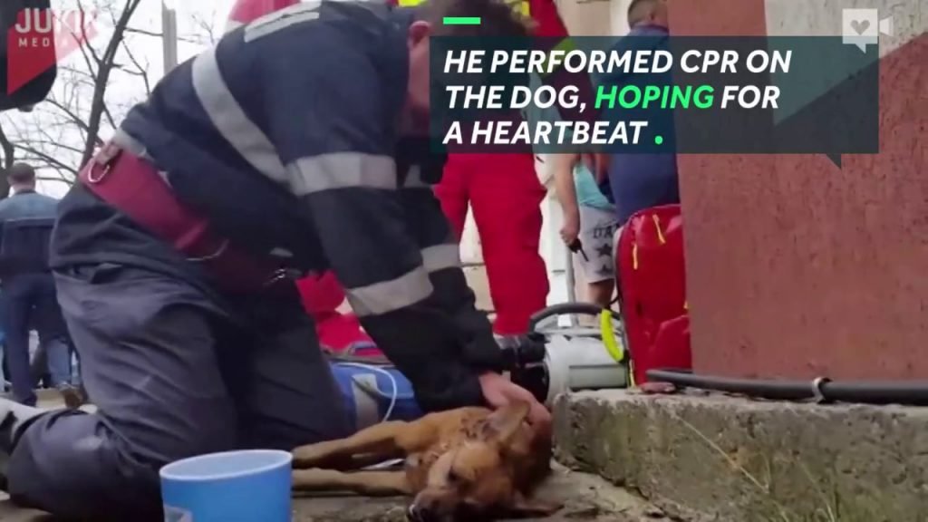 Firefighter Fights For Dog Life By Performing CPR