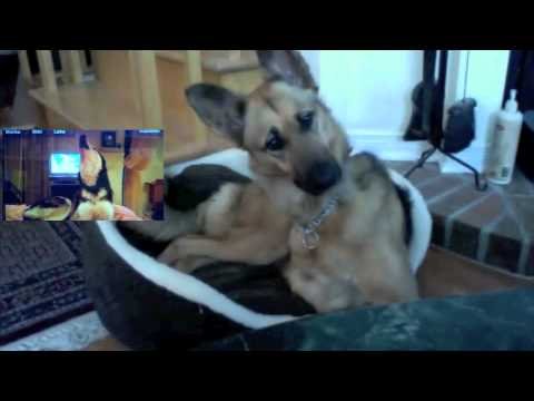 German Shepherd Confused by Talking Husky Mishka