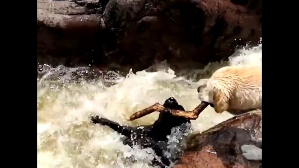 Hero Dog save his Friends