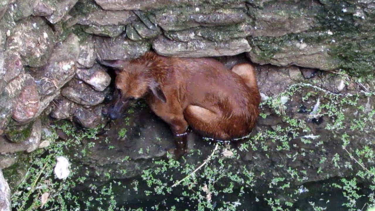 Homeless dog rescued from a dangerous deep well in India