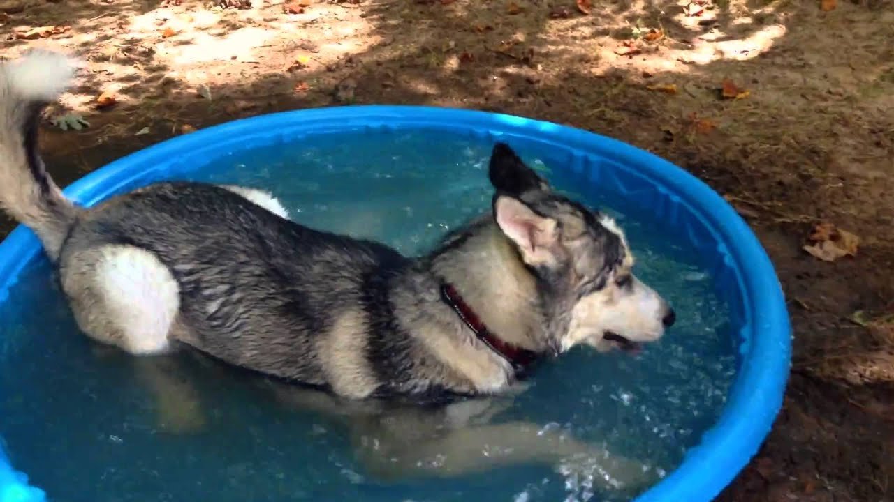 How to make your Siberian Husky happy during summer