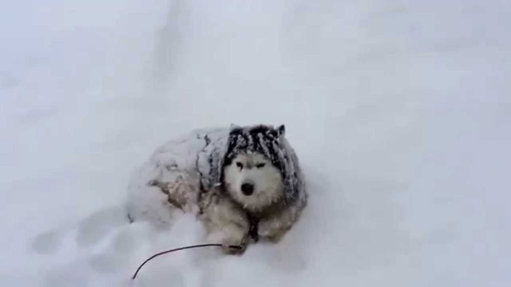 Husky in Natural habitat - OHL