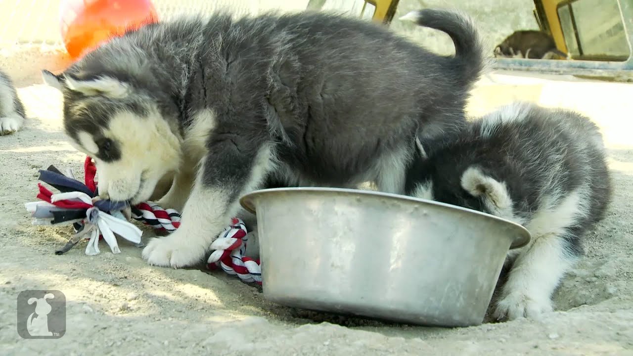 Husky puppies epic battle
