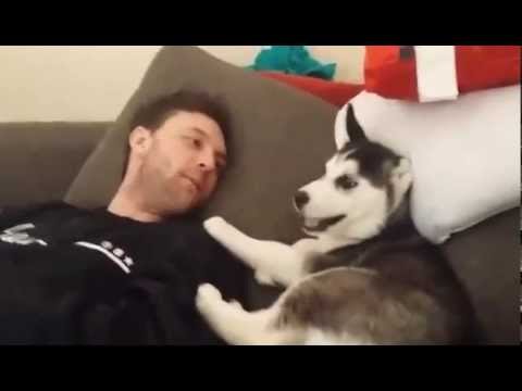 Husky Puppy Gets Serious Case Of Foot-In-Mouth After Back-Talking Dad