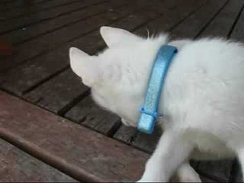 Husky Puppy Trying to Catch Her Tail