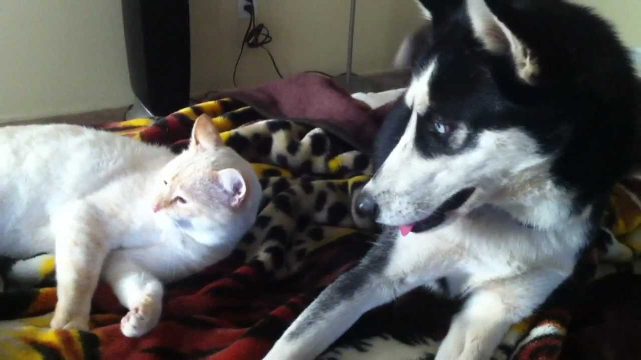 Husky want to play with a Sleepy Cat