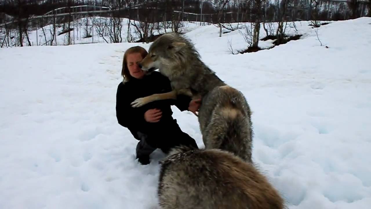 Lady Reunited With Her Pack Of Wolves