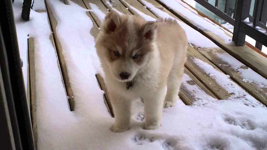 Husky Puppy Exploring Snow