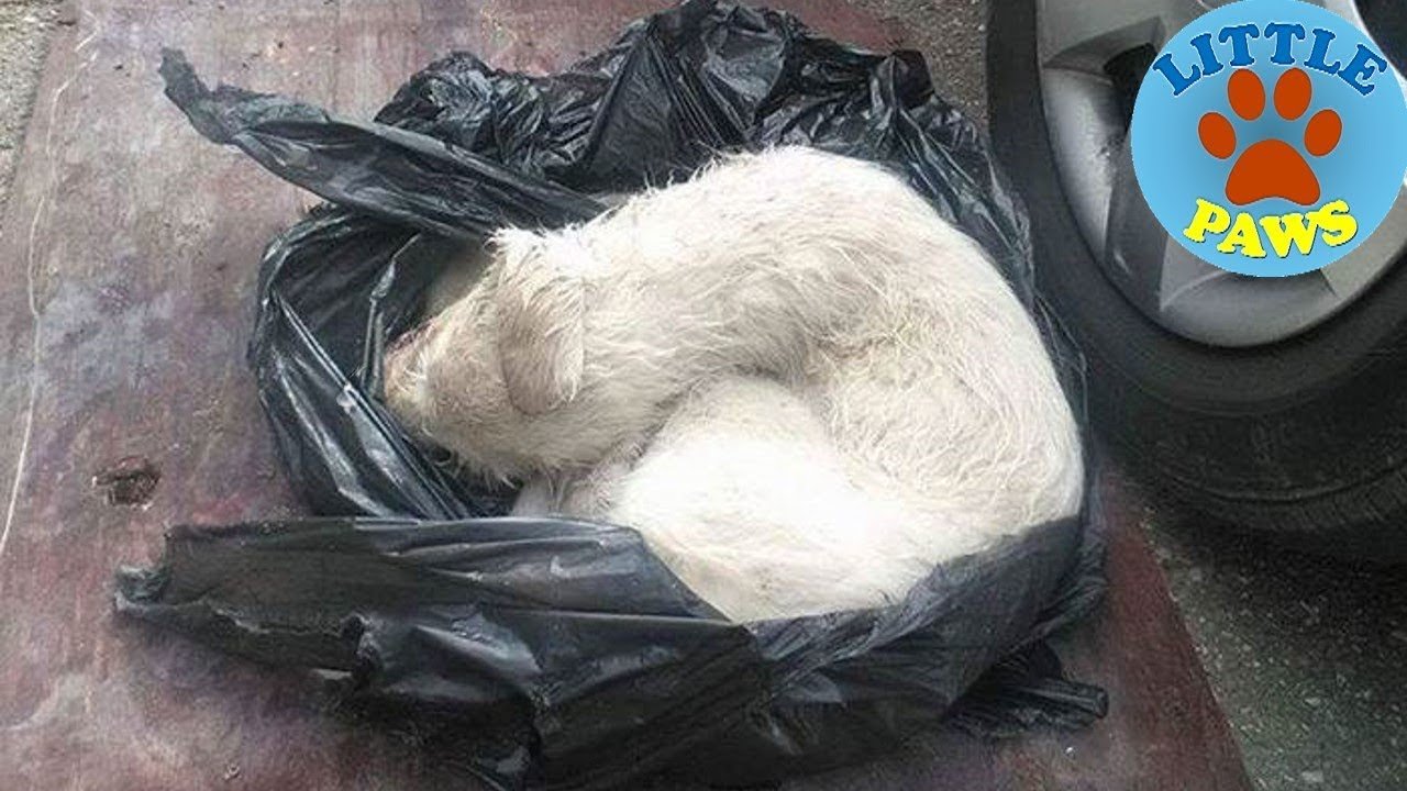 Puppy Found In A Plastic Bag But These People Saved Him