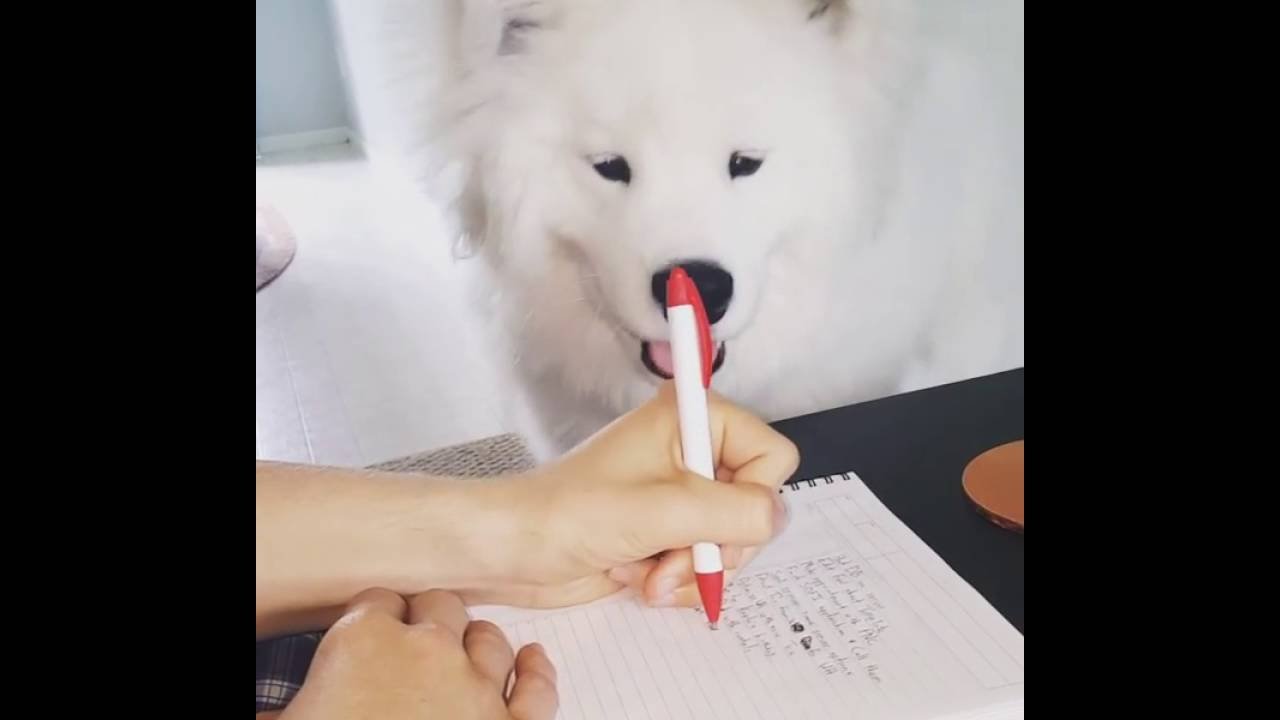 The Snowball Puppy Takes His Owner's Pen Away Because He Just Want To Play