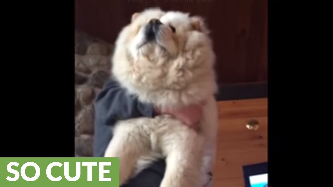 This Adorable Chow Chow Has Become A Star Due To Her Own Instagram Account