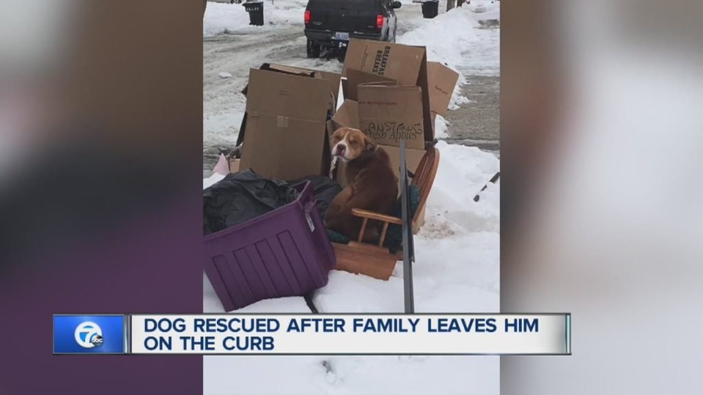 Dog Was Left To Die In The Garbage