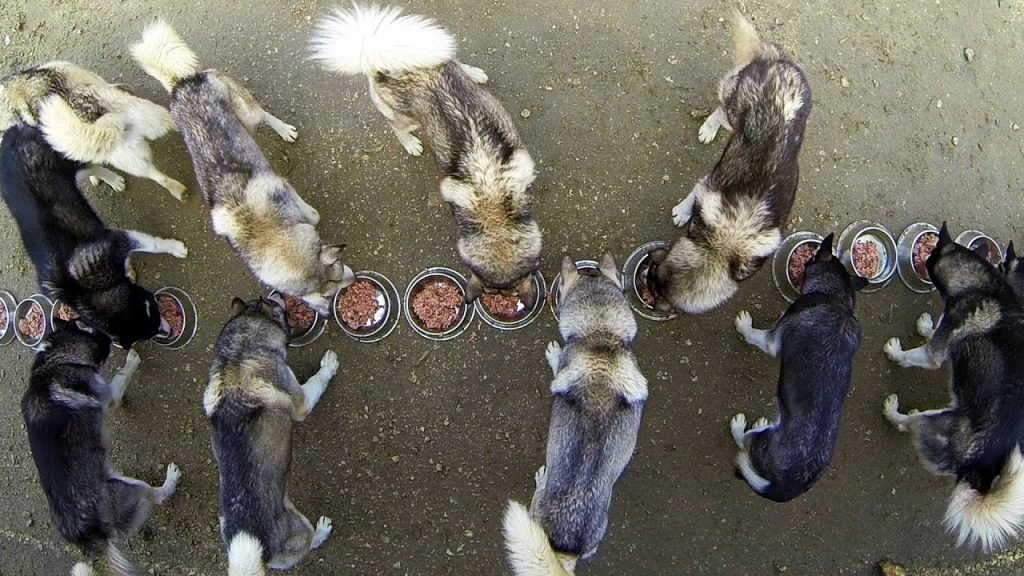 Taking Care of 17 Huskies