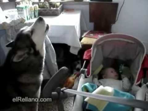 Husky Sings To A Baby And Surprisingly Calms Him