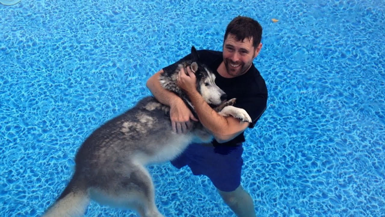 Water therapy cured this beautiful Husky!