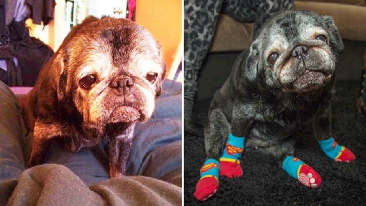 When They Gave This Pug A Pair Of Socks, His Life Totally Changed