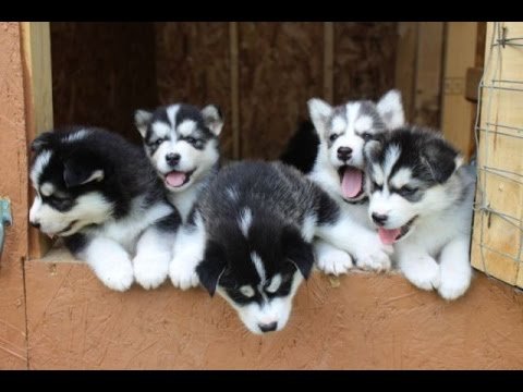 Husky puppies playing