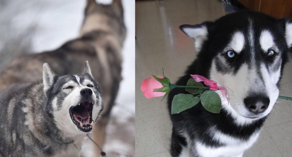 9 Ways Your Husky Secretly Communicate With You