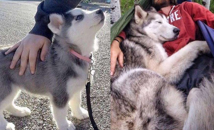 Reasons Husky Are So Addictive