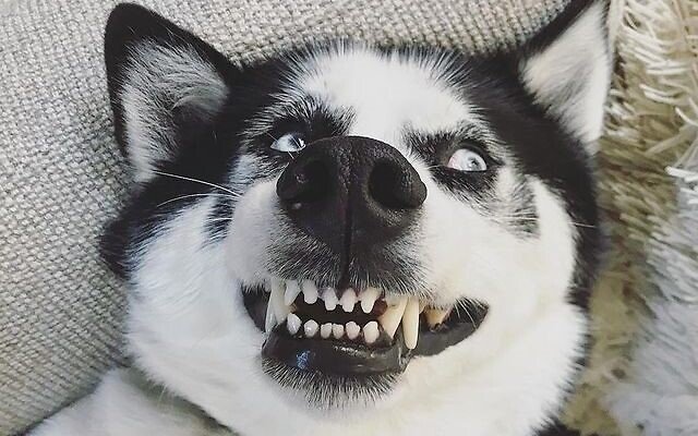 9 Things Your Husky Wants to Tell You