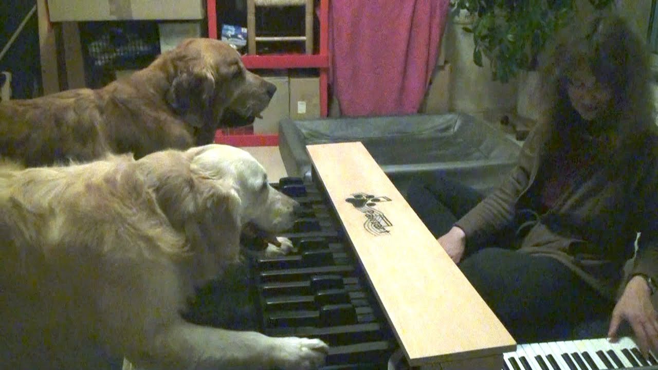 The Most Musically Talented Dogs Playing Piano