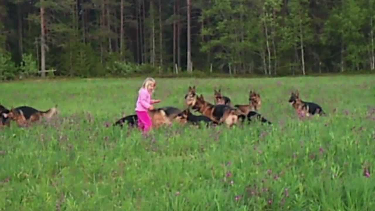 This video will make you will love German Shepherds